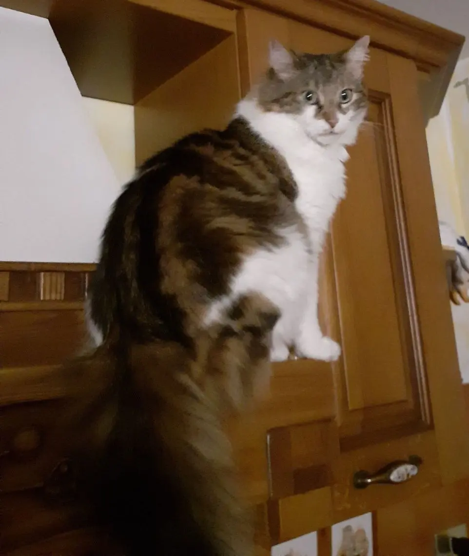 gatto lost   20034 San Giorgio su Legnano Elgar