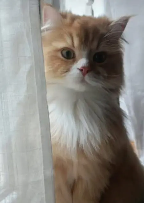 gatto lost   20093 Cologno Monzese Jim