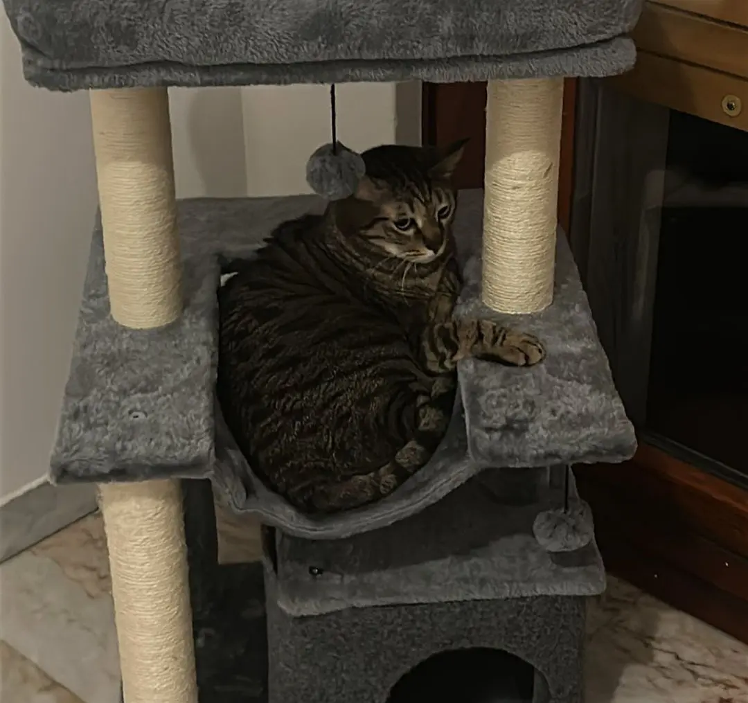 gatto lost   20025 Legnano Johnny