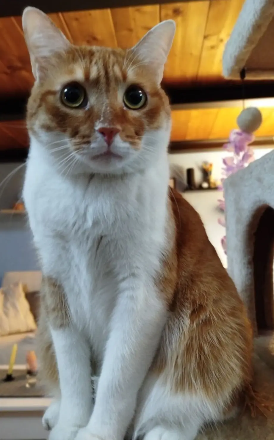 gatto lost    Milan Baloo