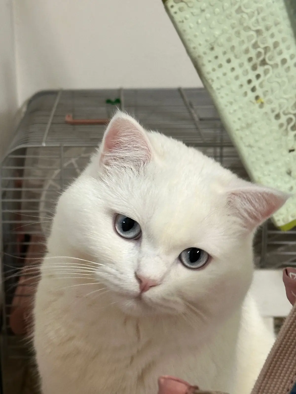 gatto lost    Milan Budino