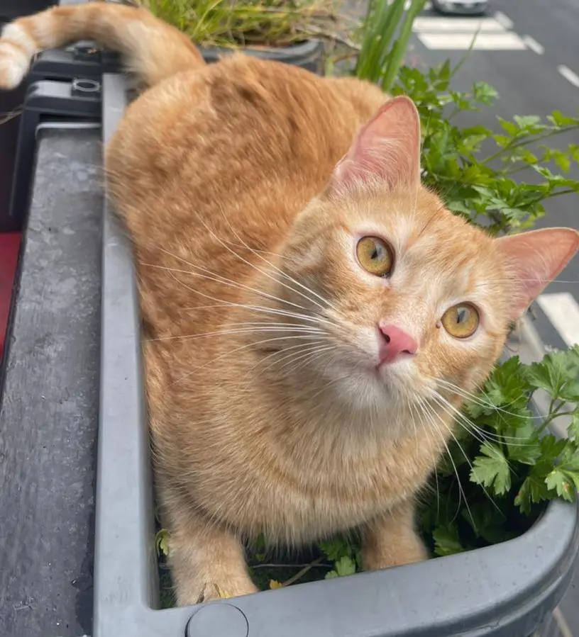 gatto lost    Milan Darwin