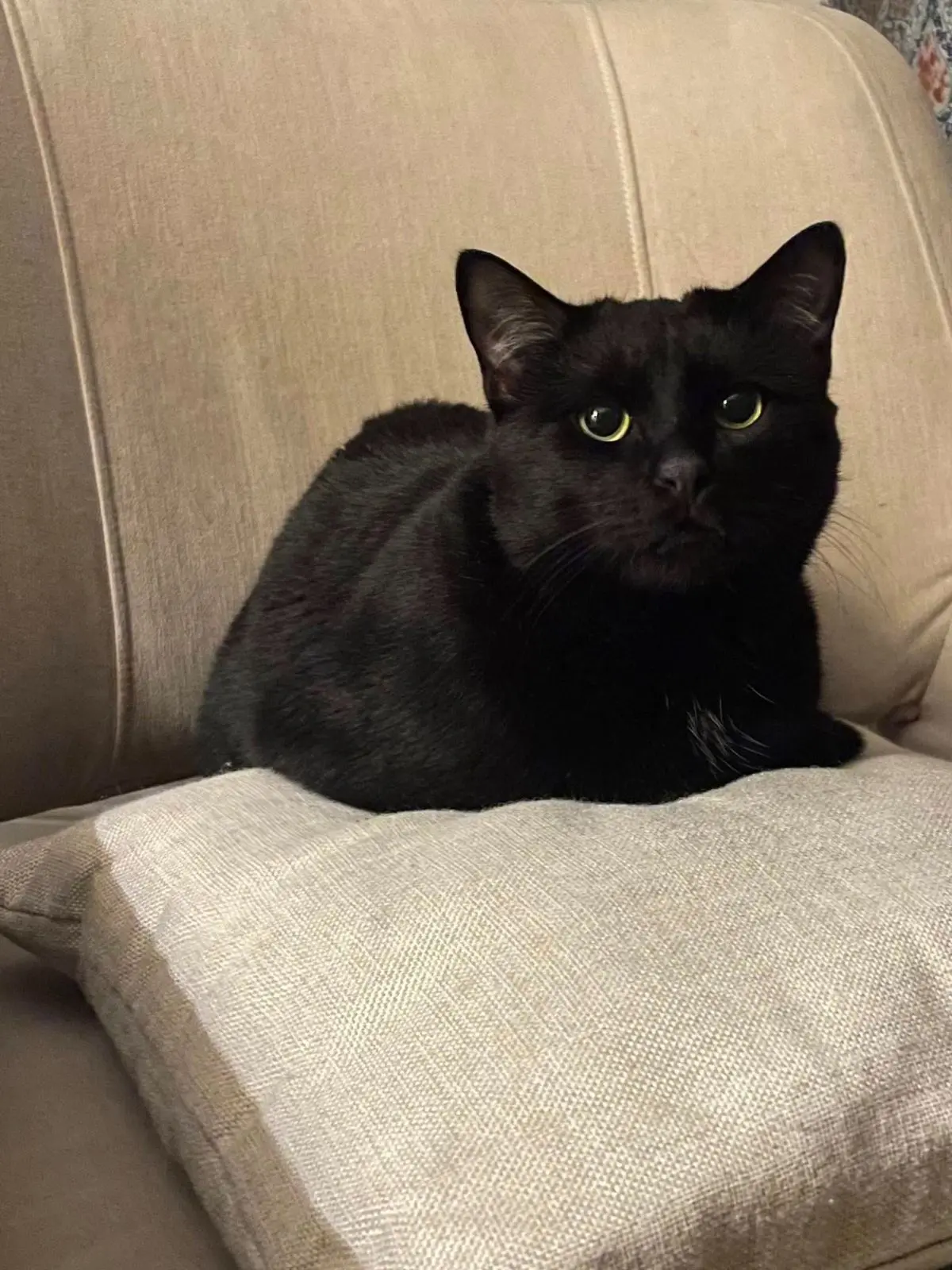 gatto lost    Milan Garsh