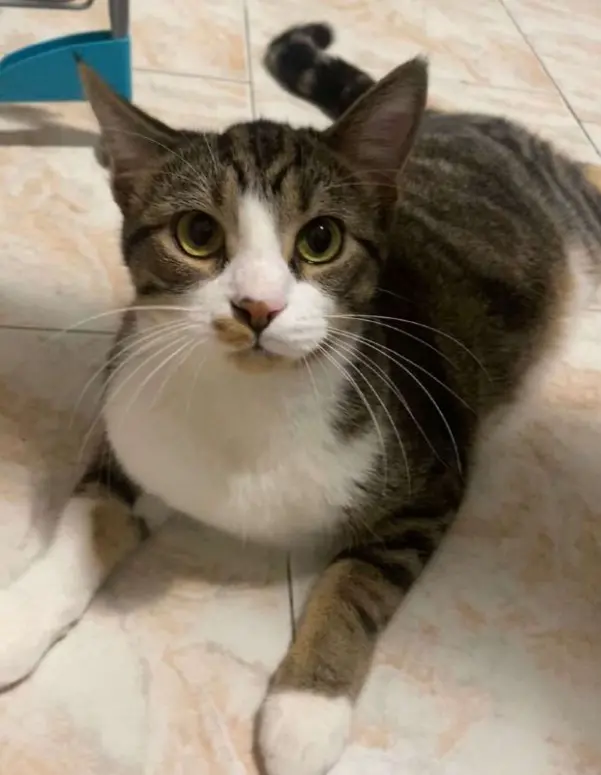 gatto lost    Milan Giustino