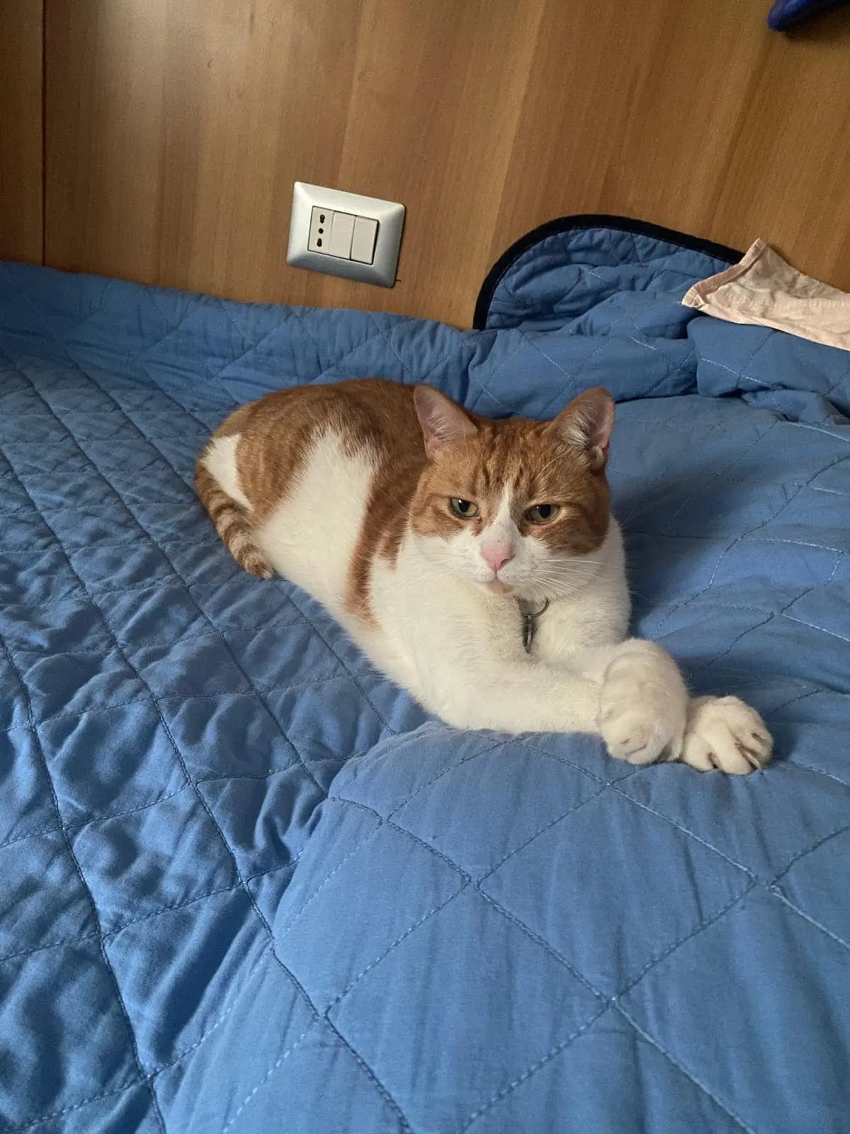 gatto lost    Milan Leo