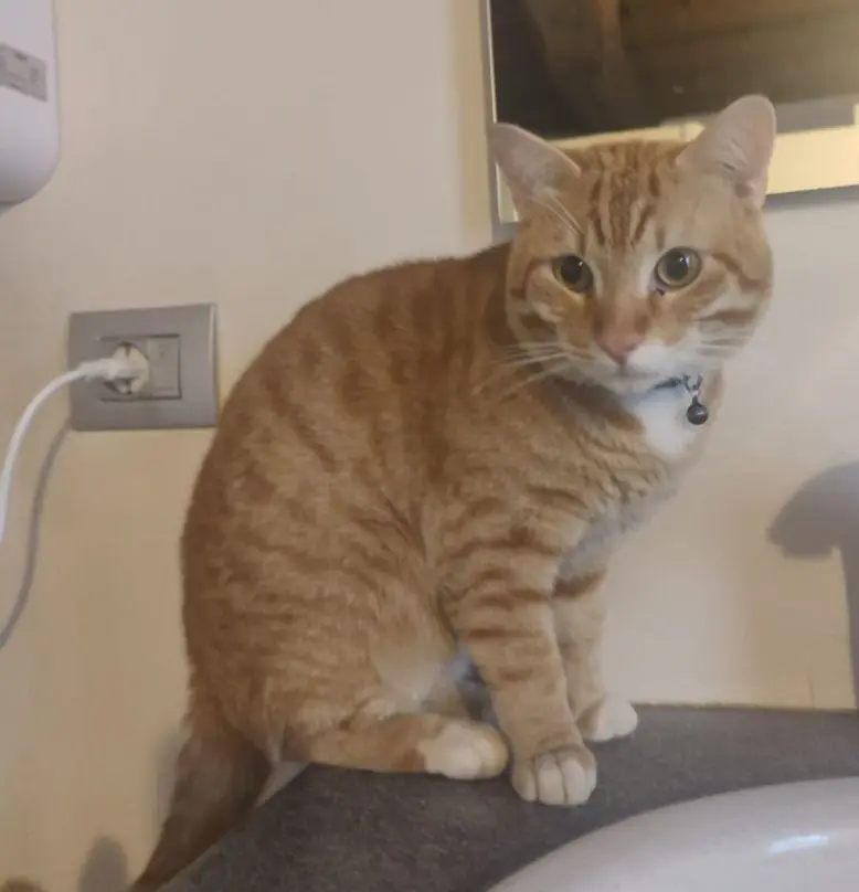 gatto lost    Milan Oreste