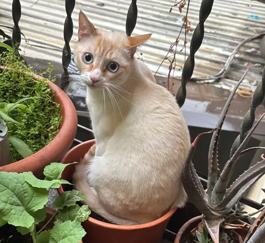 gatto lost    Milan Smeagol