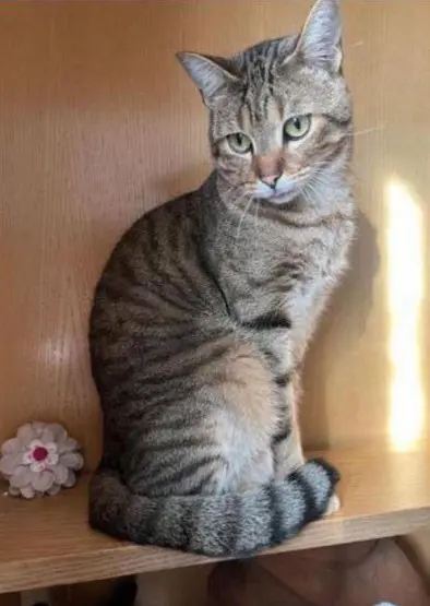 gatto lost    Milan Taghy