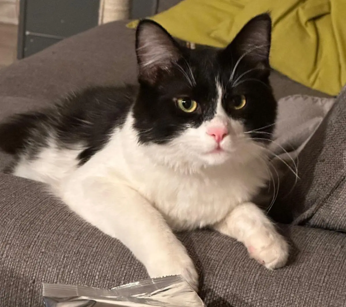 gatto lost    Milan Theon