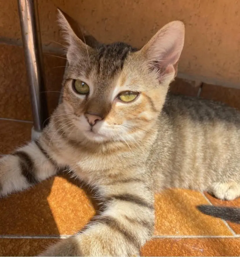 gatto lost    Milan Tiger