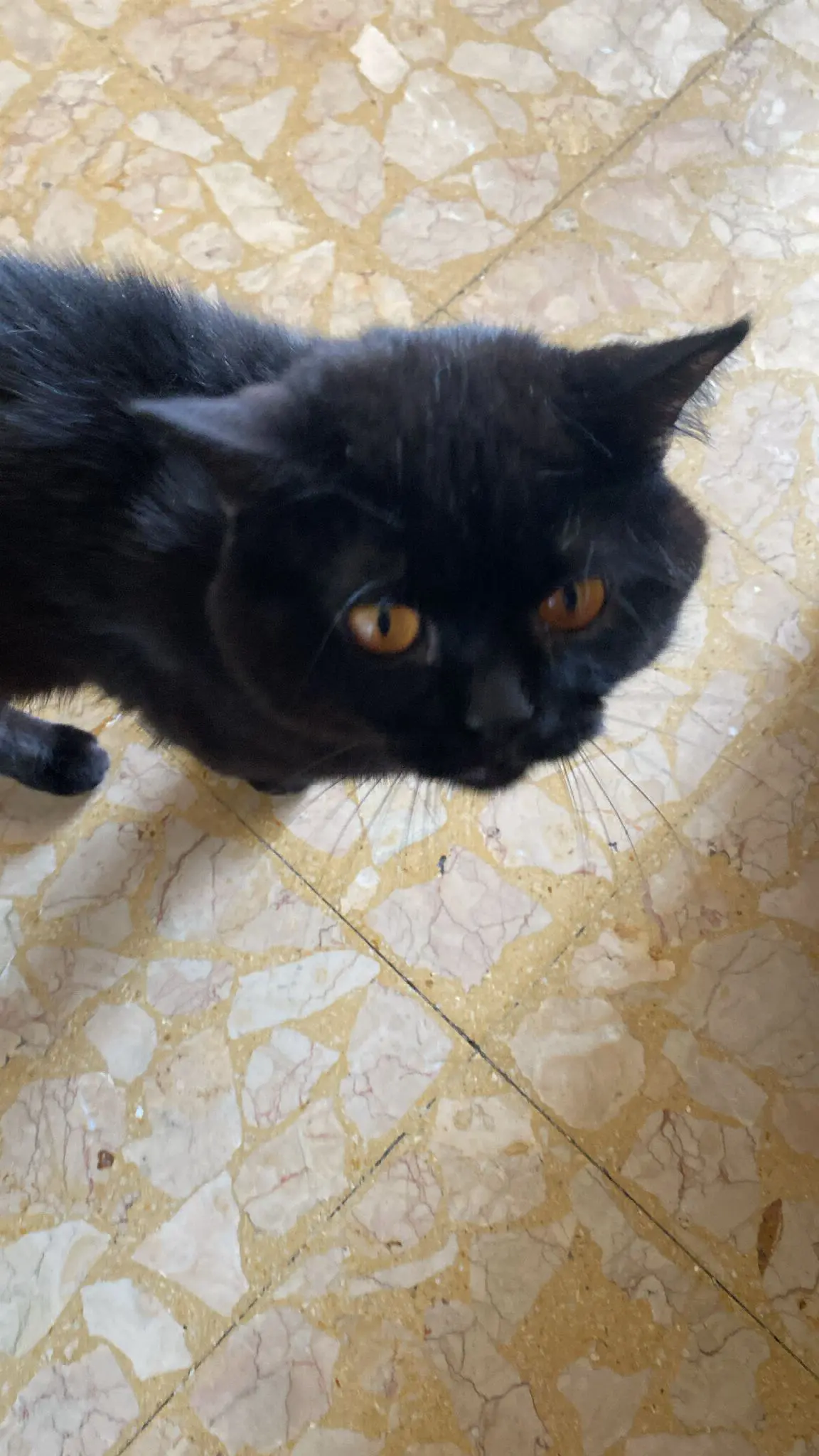 gatto lost    Milan Zod