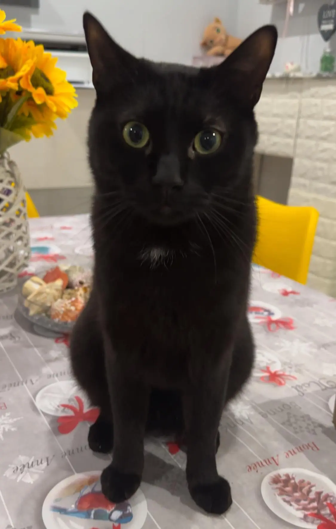 gatto lost   20092 Cinisello Balsamo Mirtillo