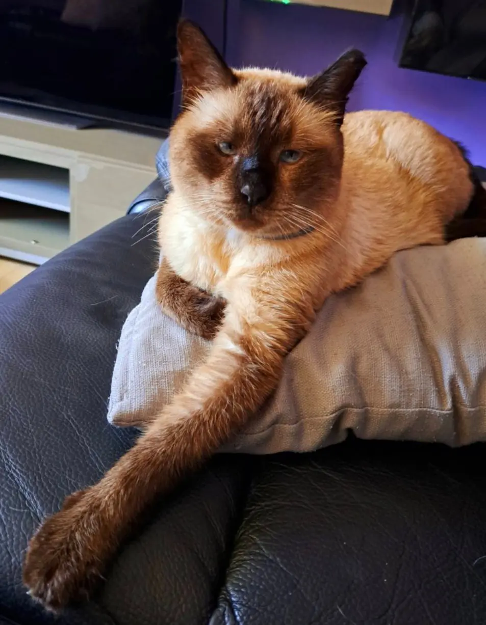 gatto lost    Dairago Paco