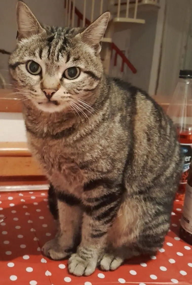 gatto lost   20037 Paderno Dugnano Puzzino