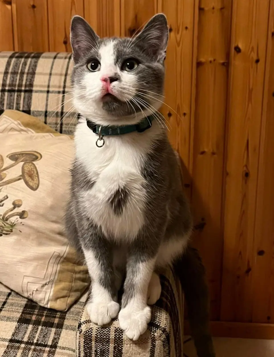 gatto lost   20020 Robecchetto con Induno Rocky