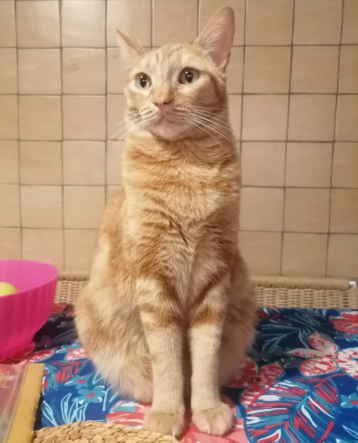 gatto lost   20054 Segrate Simba