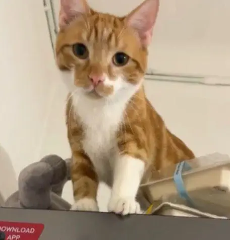 gatto lost   20021 Bollate Sparky