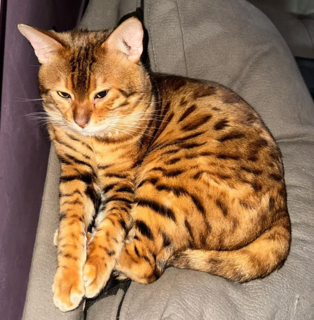 gatto lost   20014 Nerviano Tom