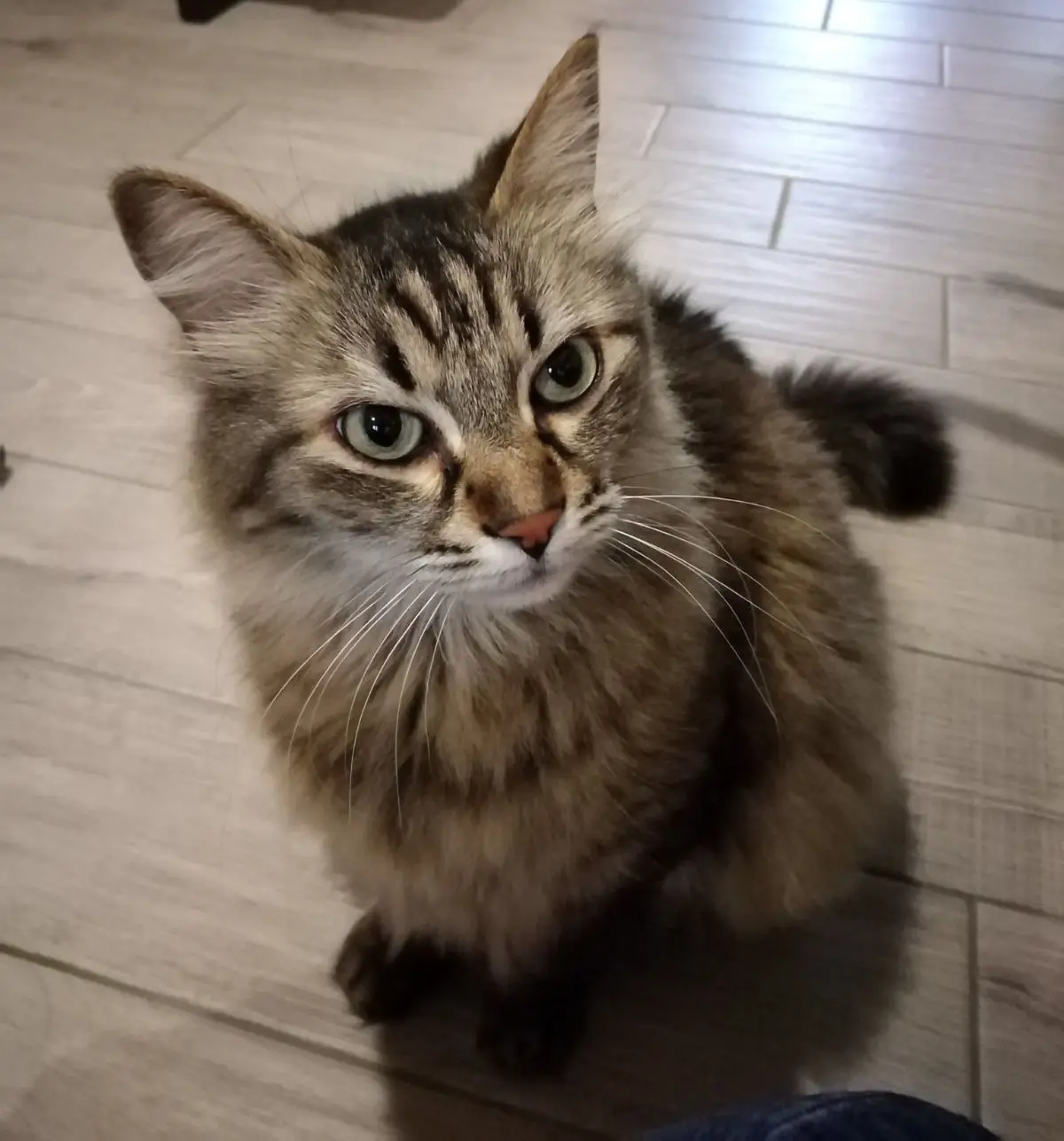 gatto lost   20014 Nerviano Tomi