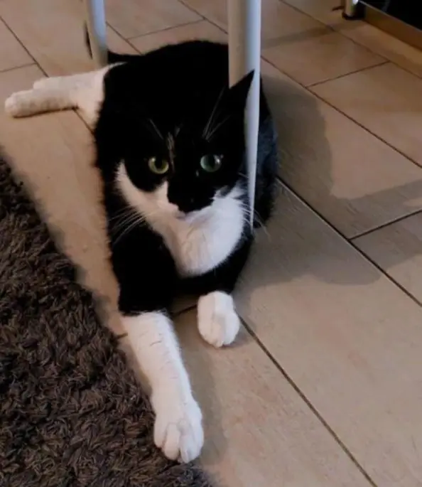 gatto lost   20400 Cambiago Tommy