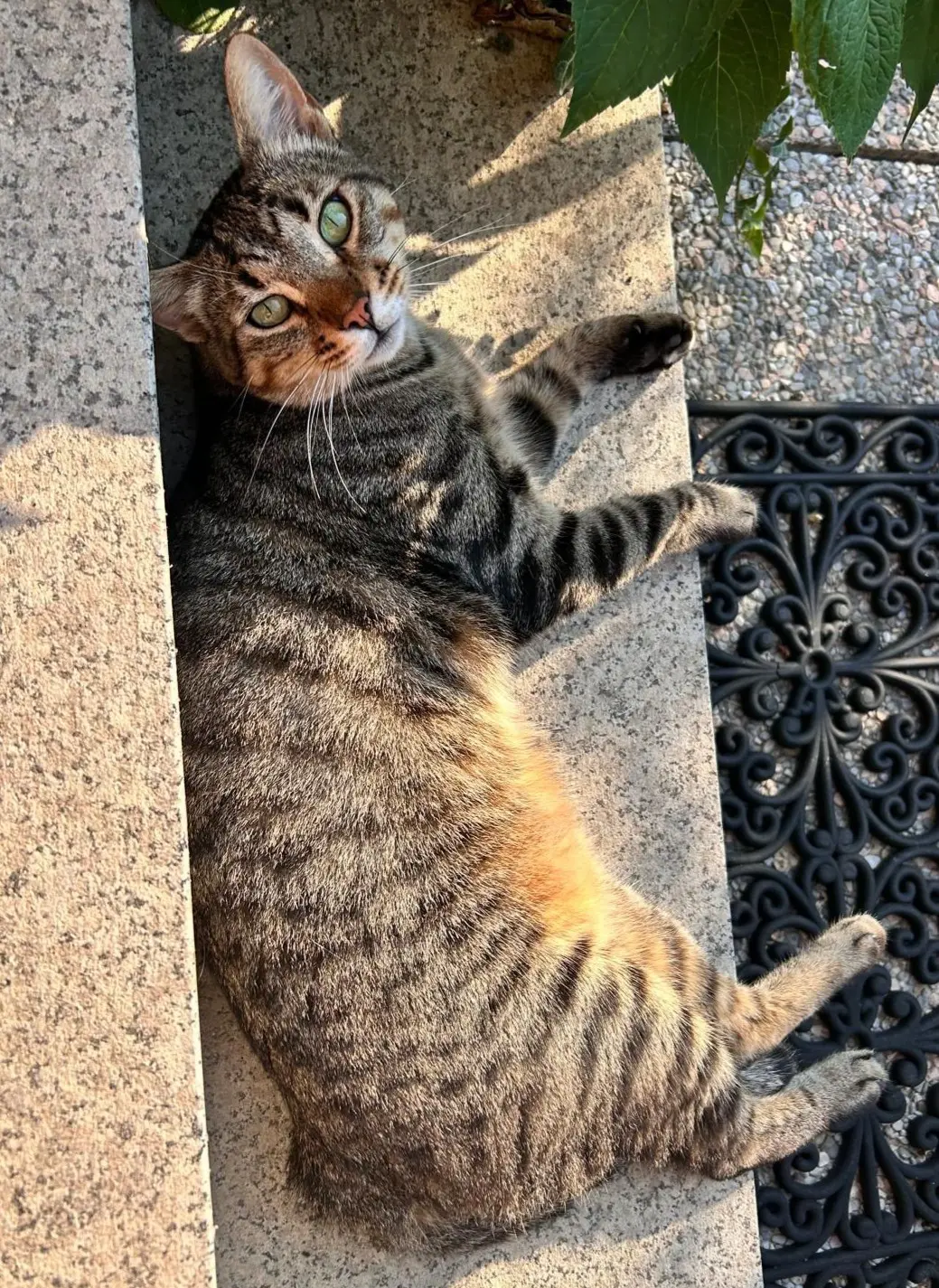 gatto lost    Carpiano Yum