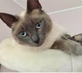 gatto lost   46043 Castiglione delle Stiviere Oliver