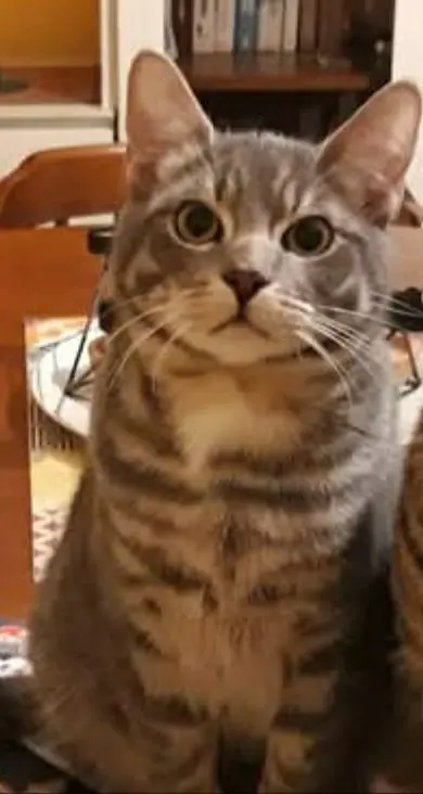 gatto lost    Pavullo nel Frignano Mowcy