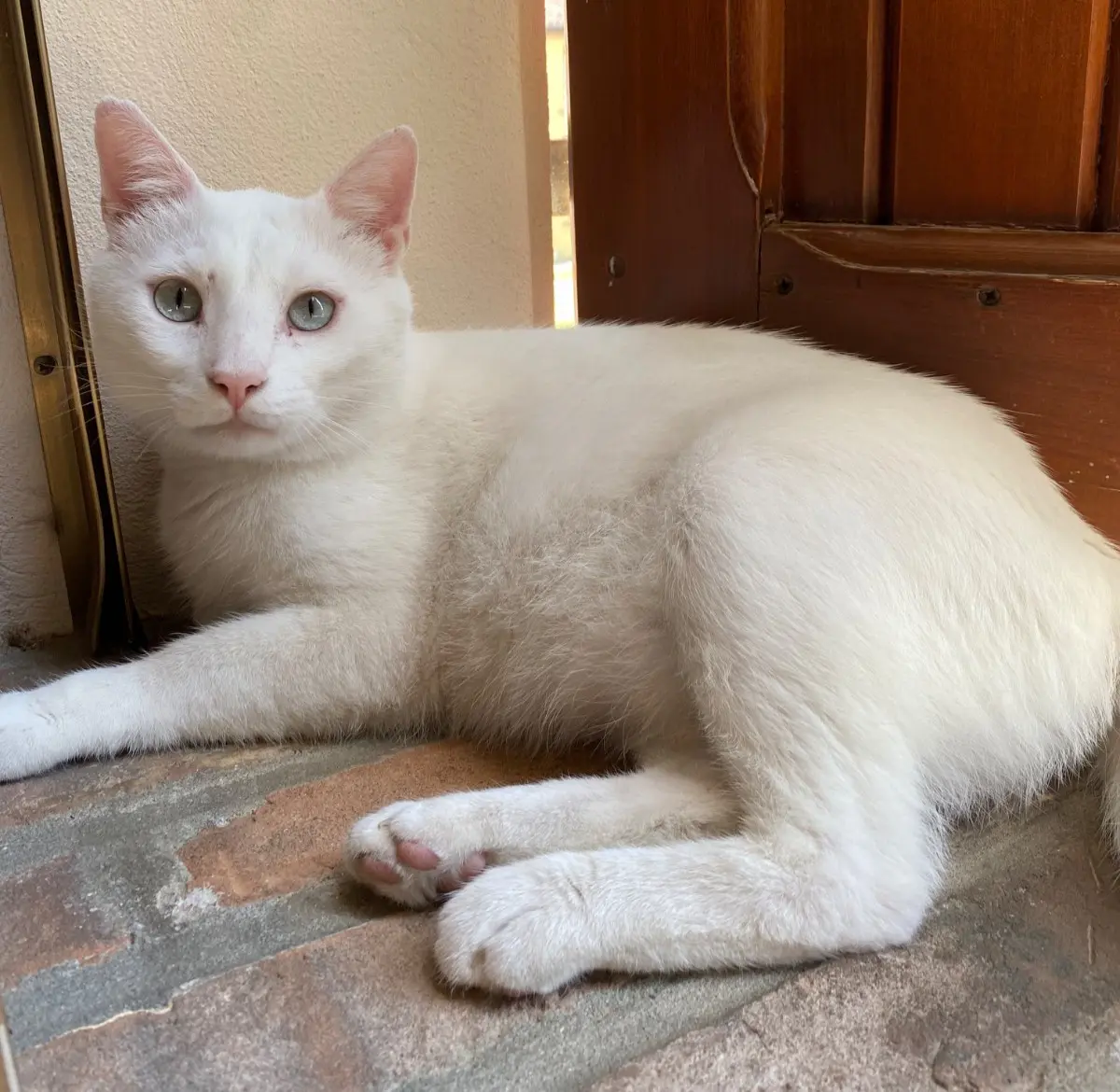 gatto lost   41037 Mirandola Sbiancolino