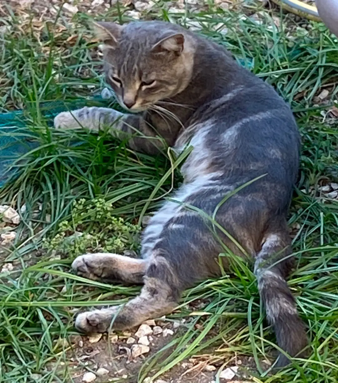 gatto lost   80045 Pompei Grey