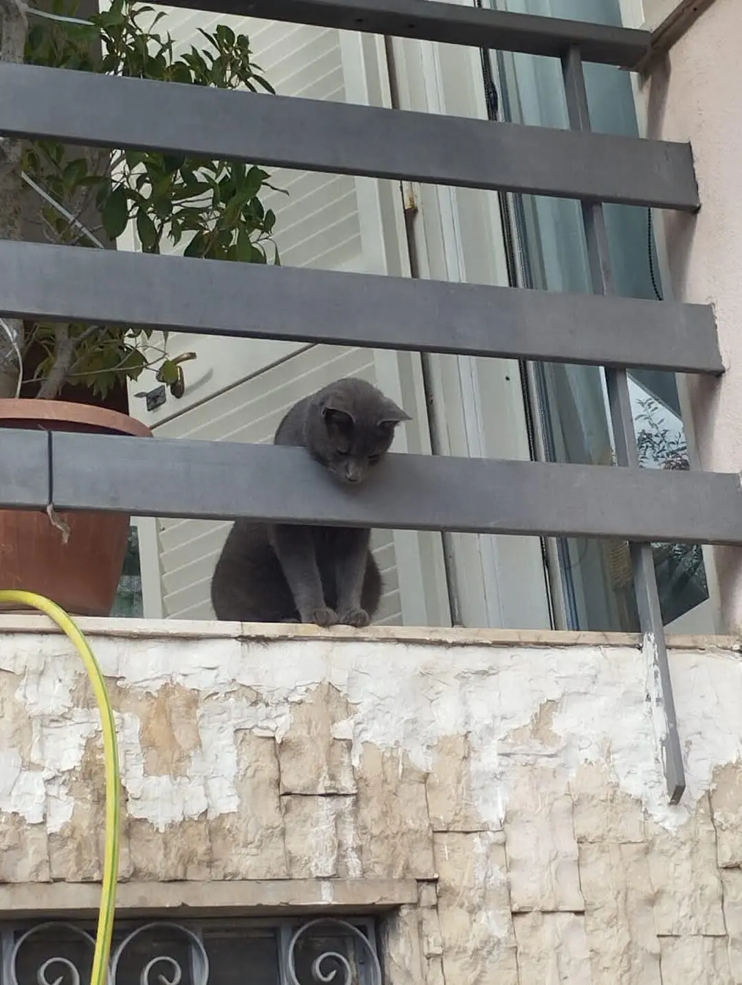 gatto lost   80017 Melito di Napoli Grigotto