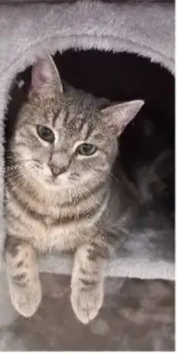 gatto lost   80034 Marigliano Leo