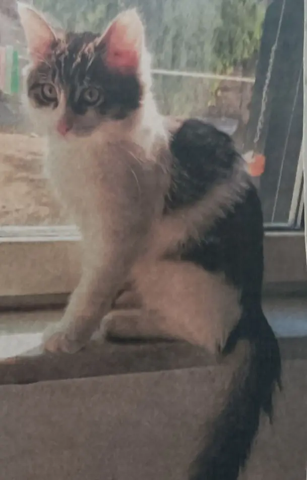 gatto lost    Naples Kikko