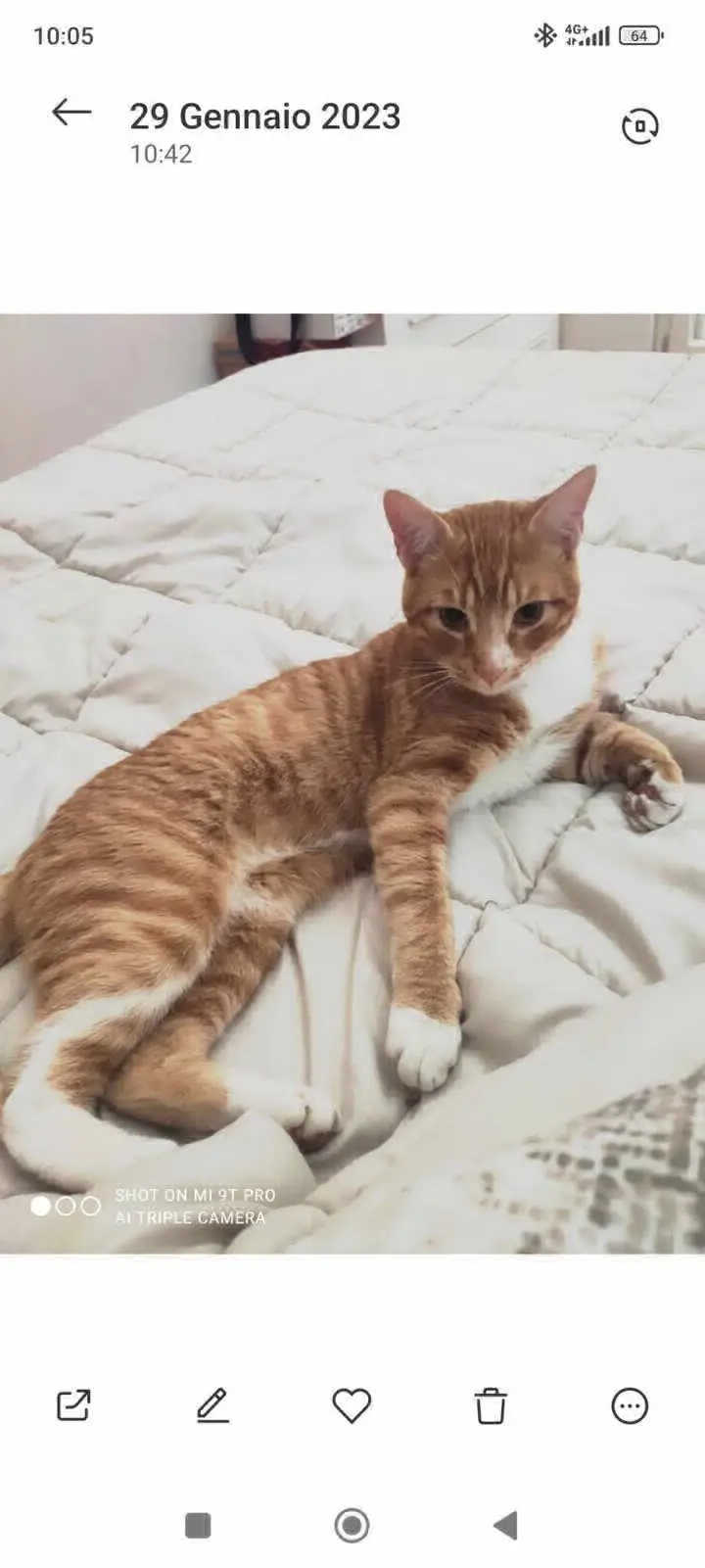 gatto lost    Naples Puppy