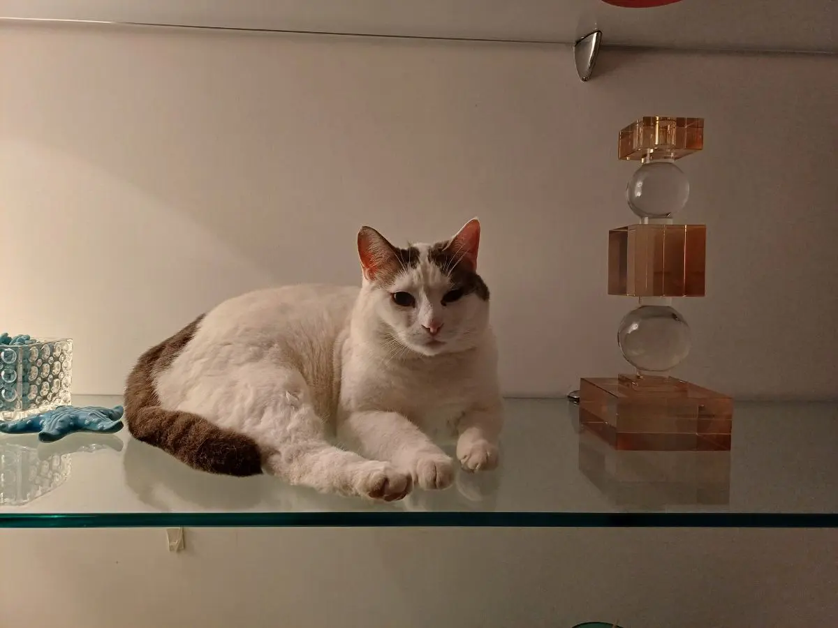 gatto lost    Naples Simba