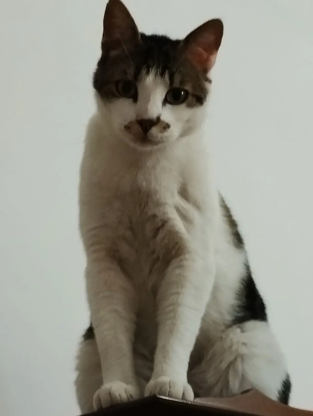 gatto lost    Caivano Simba