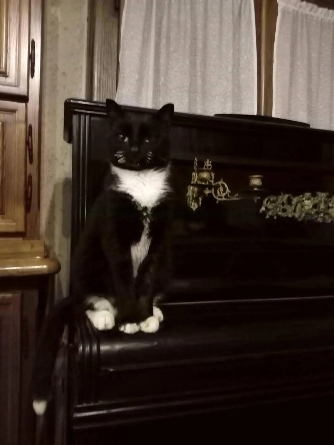 gatto lost   28076 Pogno Decio