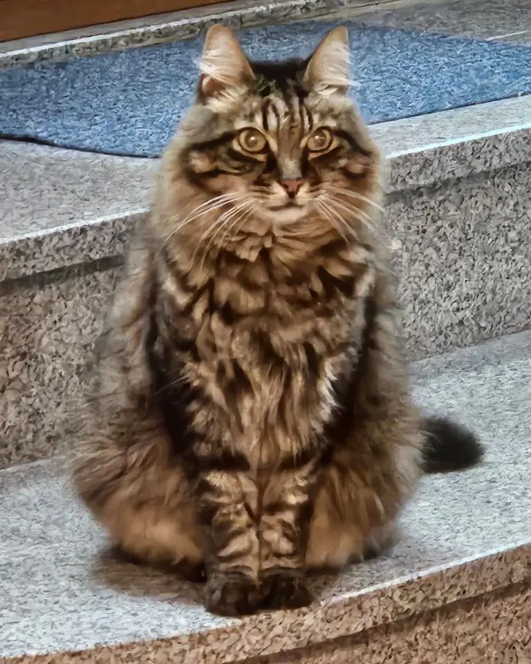 gatto lost   28069 Trecate Murr