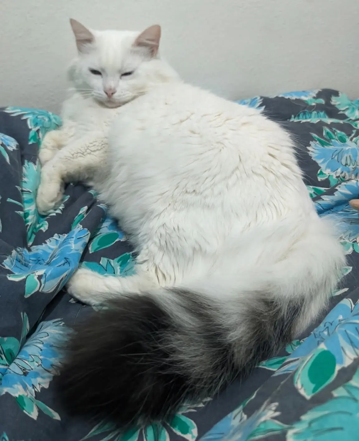 gatto lost   08048 Tortolì Lillo