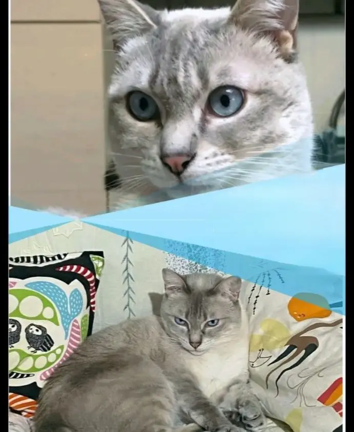 gatto lost   09074 Ilartzi/Ghilarza Romeo