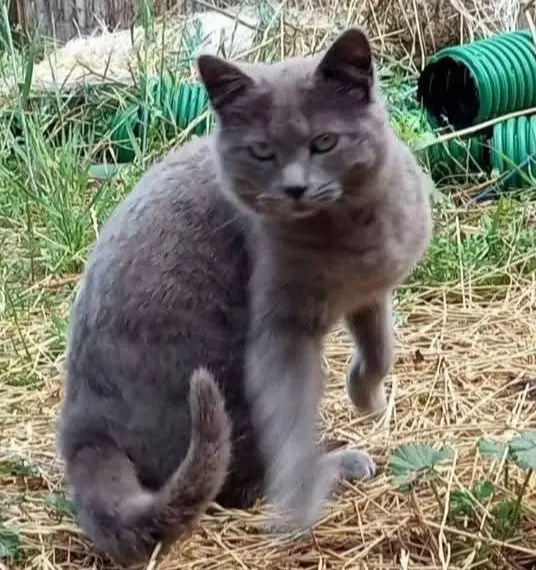 gatto lost   09170 Oristano Topolino