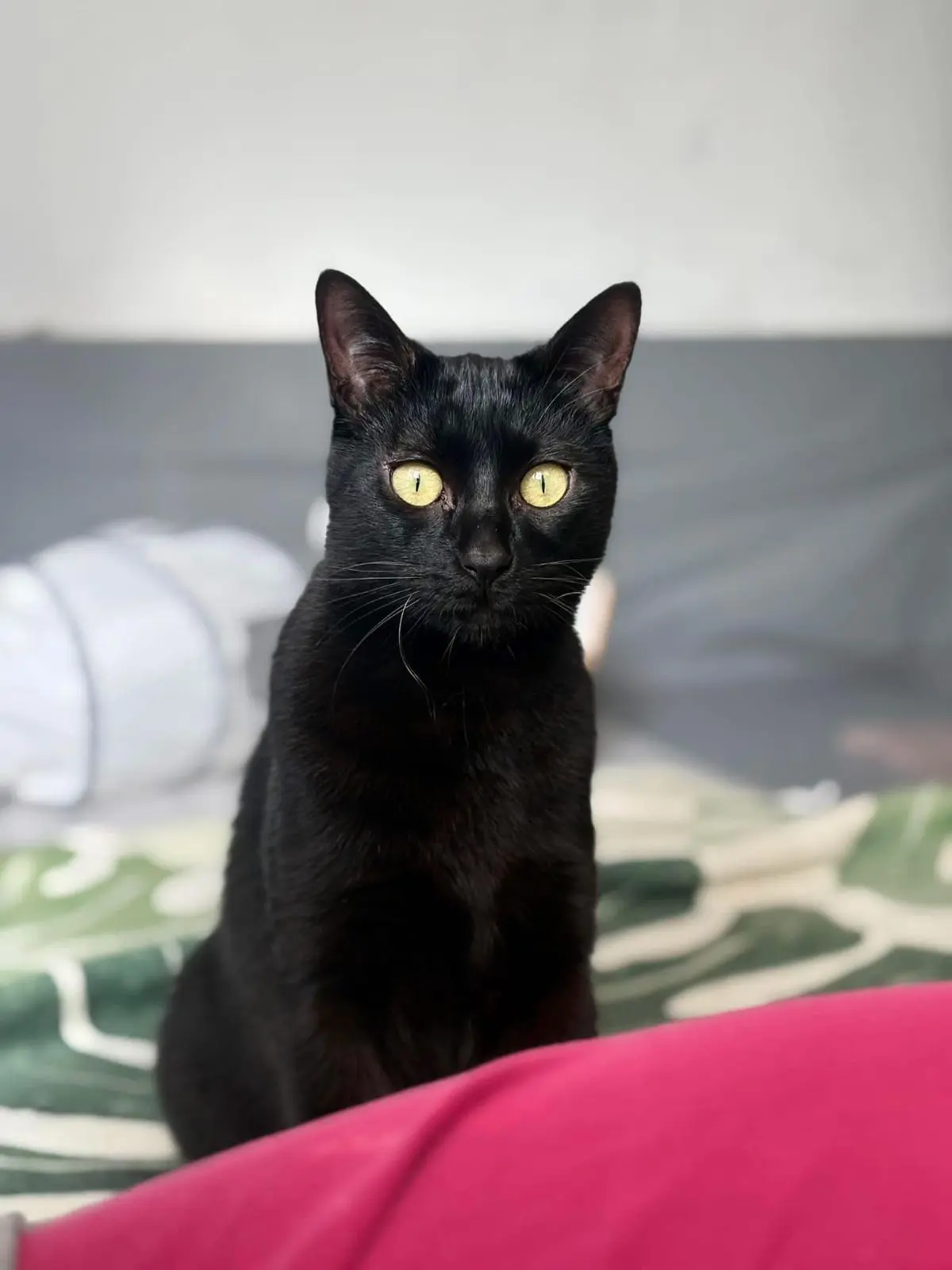 gatto lost   90044 Carini Devil