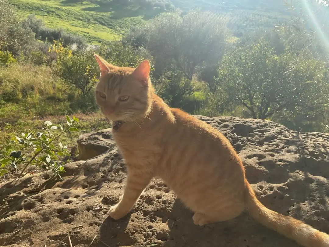 gatto lost   90010 Campofelice di Roccella Harry