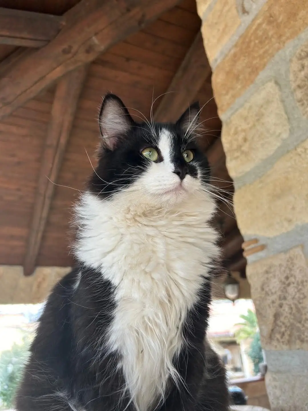 gatto lost   90045 Cinisi Theo