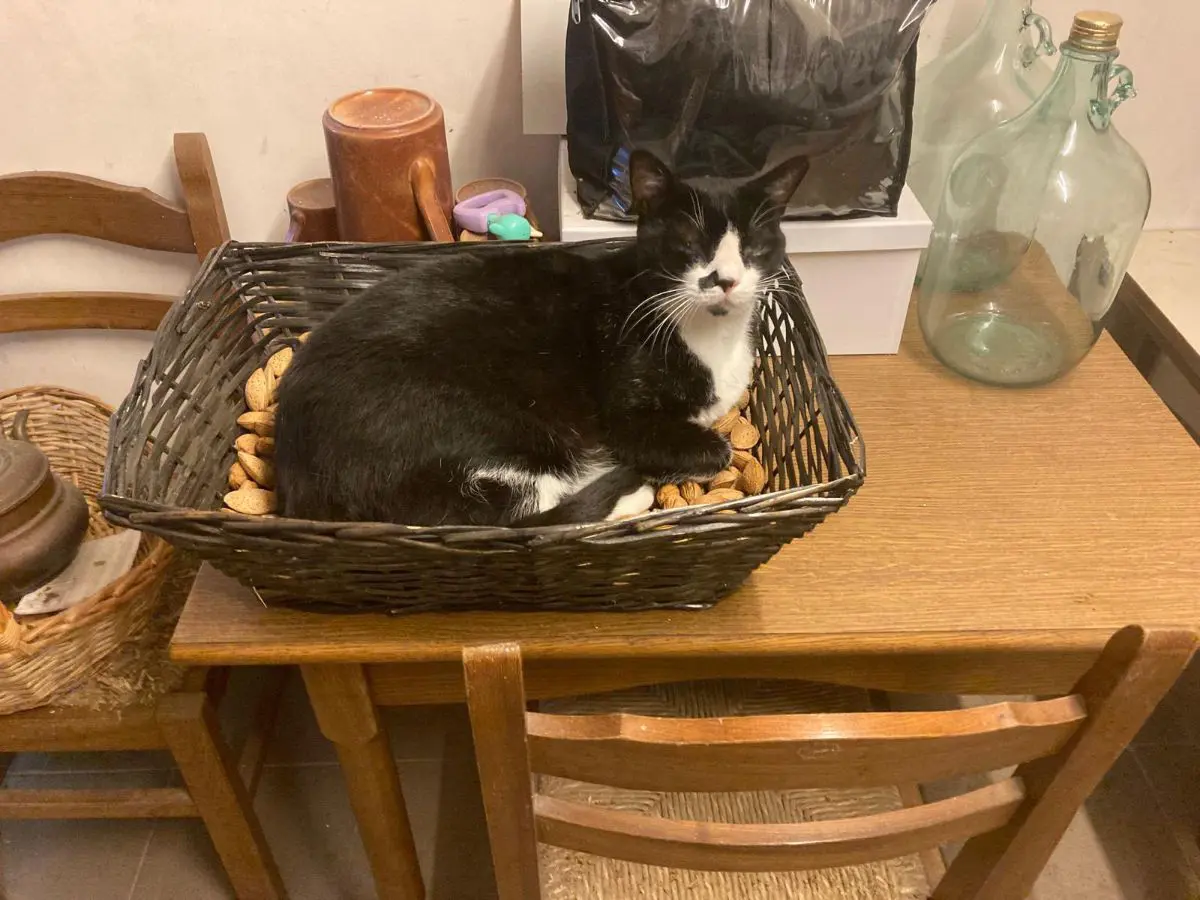 gatto lost   35032 Arquà Petrarca Cesare