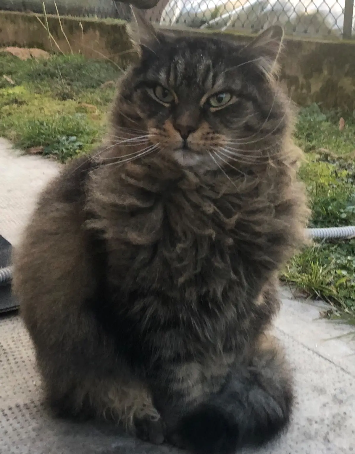 gatto lost   35015 Galliera Veneta Filini