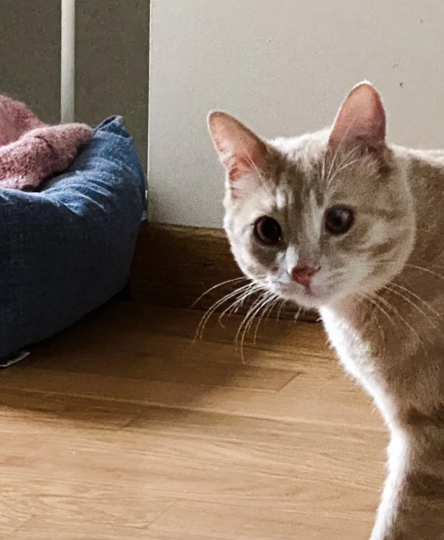 gatto lost  Via degli Alpini 35028 Piove di Sacco Gatto giallo gatto giallo