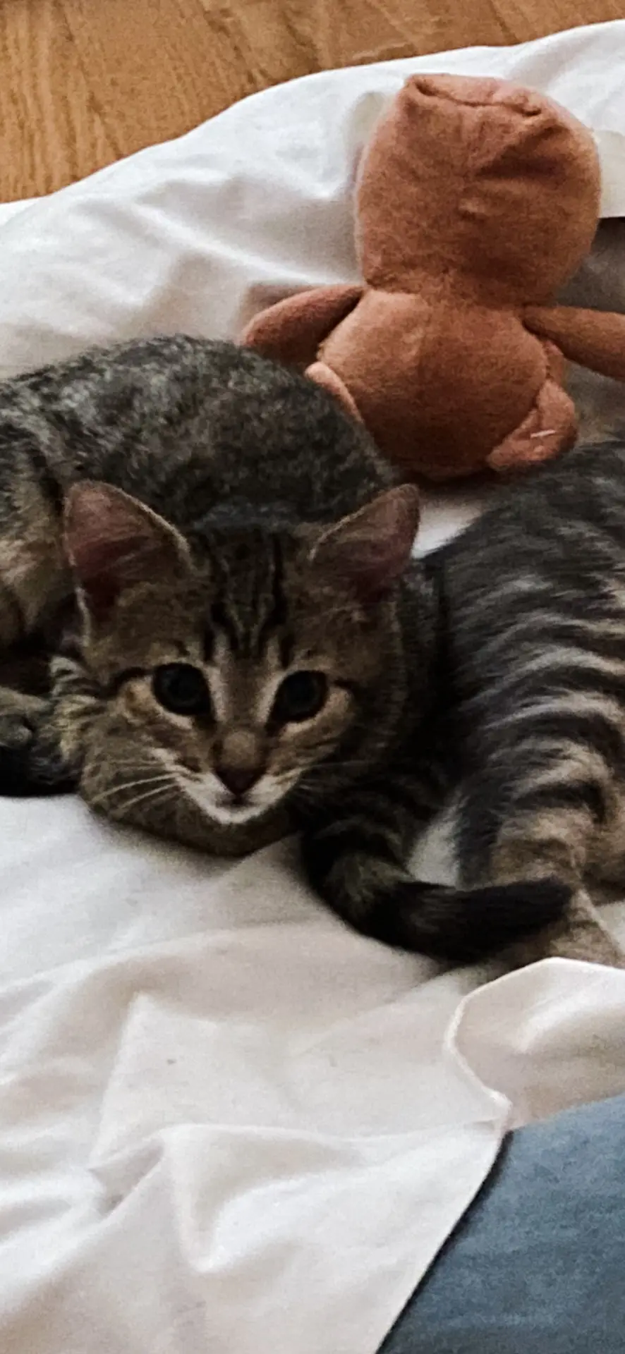 gatto lost  Via degli Alpini 35028 Piove di Sacco Gatto tigrato micio tigrato