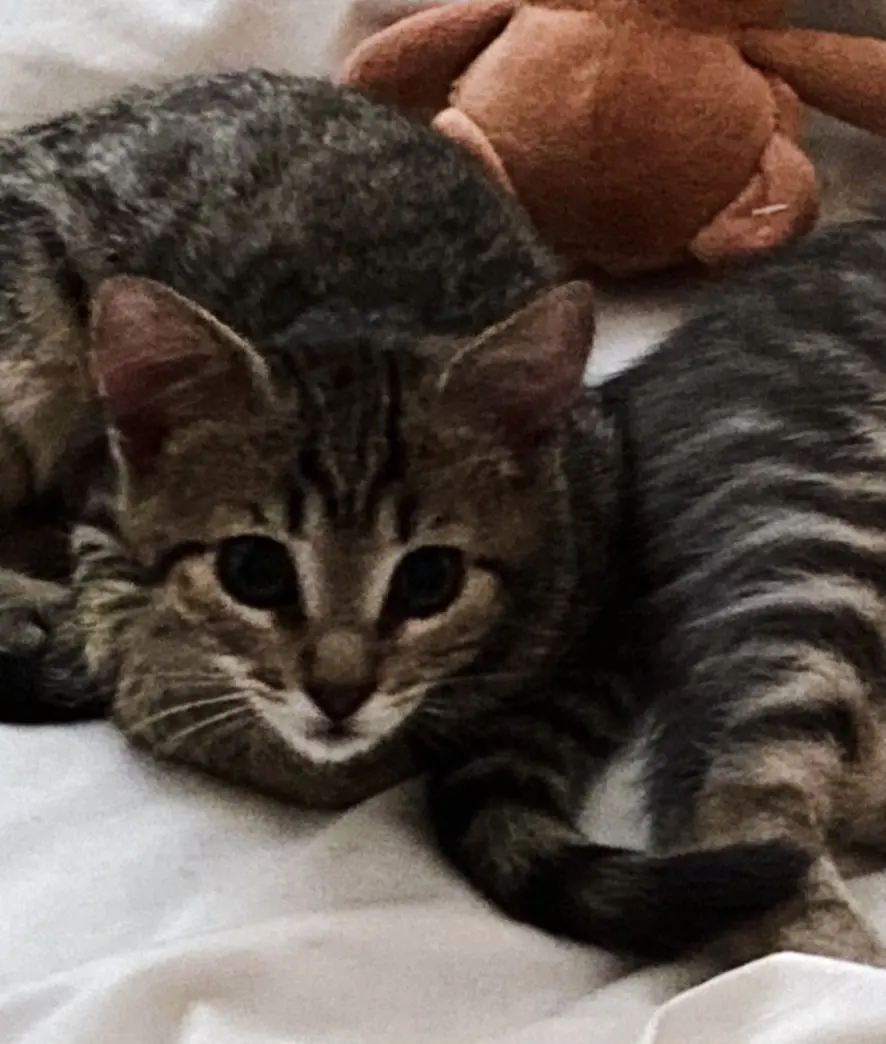 gatto lost  Via degli Alpini 35028 Piove di Sacco Gatto tigrato tigrato tigrato