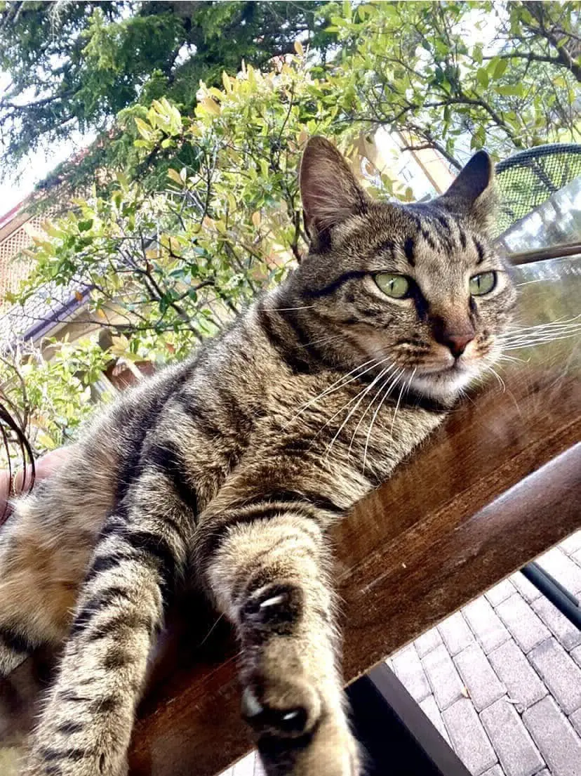 gatto lost   35020 Due Carrare Ghiso