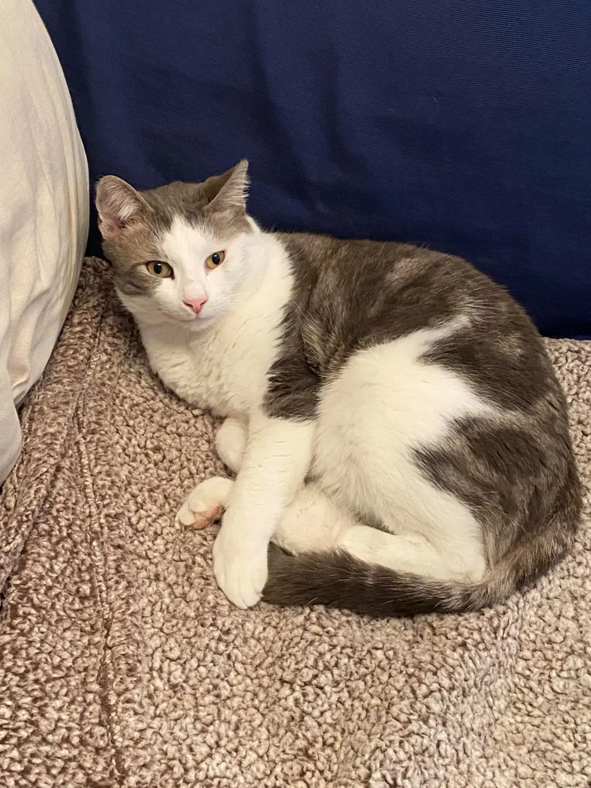 gatto lost   35015 Galliera Veneta Gio